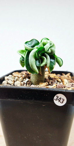 Adenium dha medusa - ""medusa"", ➡️