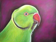 Pappagallo indiano girocollo