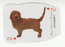 BASSET FAUVE DE BRETAGNE