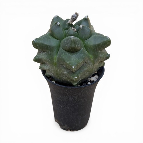 Astrophytum myriostigma kikko - myriostigma,