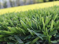 Gramignone pianta di Stenotaphrum secundatum