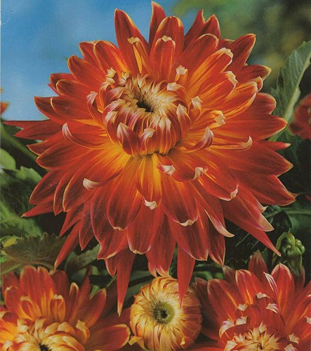 Gioielli dalie fiore - o, 3