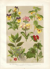 Antique Botanical Print PURPLE