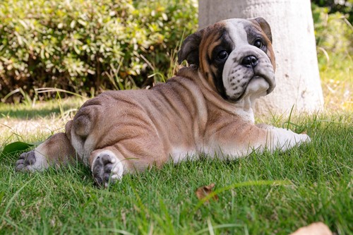 Statua cucciolo bulldog