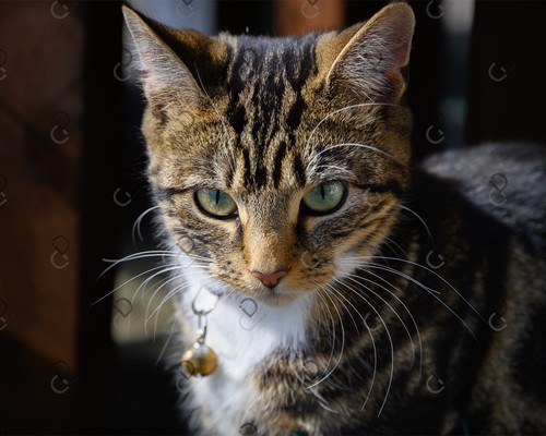 Foto gatto immagine - gatto,