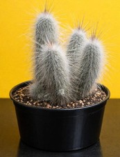 Echinocereus rayonensis l1101 - rayonensis,