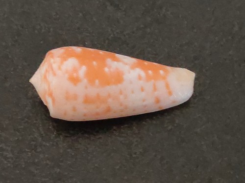 Conchiglia shell conus - conchiglia,
