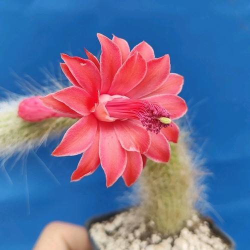 Hildewintera colademononis - hildewintera,