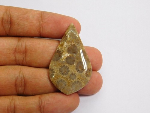 100 naturale fossil corallo - 100%,