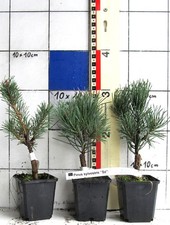 Pinus sylvestris "Sé"
