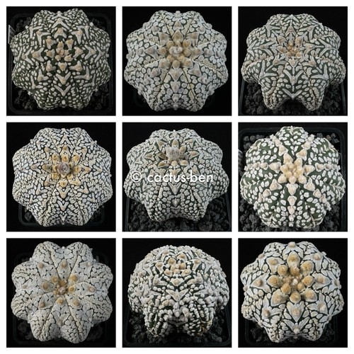 Semi grano astrophytum - 30,