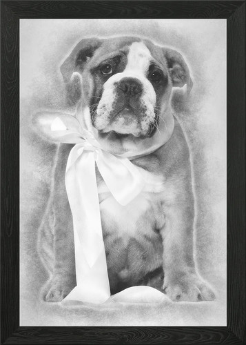 English bulldog puppy an - puppy,