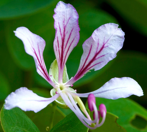 Bauhinia yunnanensis 30cm - bauhinia, 15-30cm
