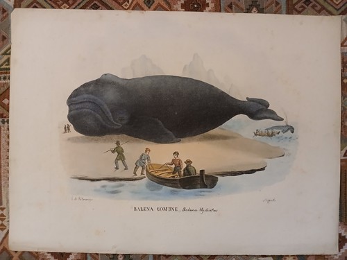 Litografia 1863 balena comune - litografia,
