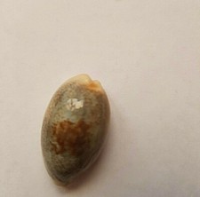 Ciprea erronea - ciprea,