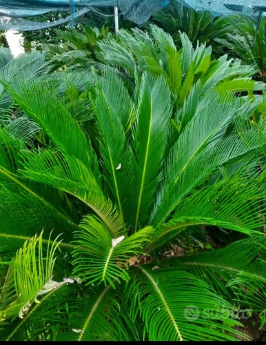 Cycas revoluta - 5,