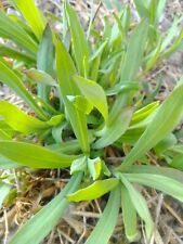 2700 Semi Stridolo   silene