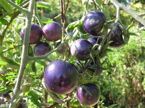 Rare graines tomate - graines,