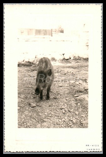 Foto legione straniera 13a - foto,,