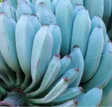 100 banana blu - semi di Musa