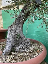 PRE BONSAI  DI OLIVASTRO