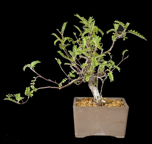Bonsai osteomeles subrotunda - osteomeles,