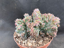 MYRTILLOCACTUS GEOMETRIZANS CV. STRICTUM CREST- VIVAIO IL GIARDINO DI MAYA- 7048