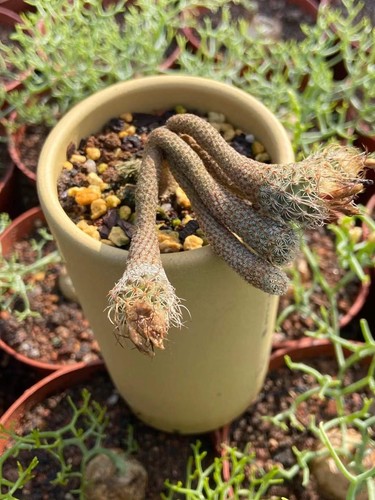 Turbinicarpus pseudomacrochele