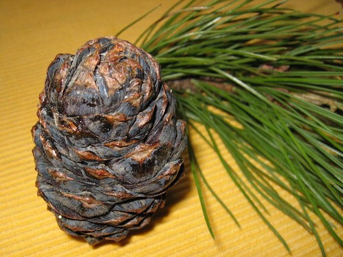 Semi pinus cembra l - semi,