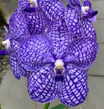 Vanda Blue Horizon Sky in vaso NUOVO profumo orchidea orchidee