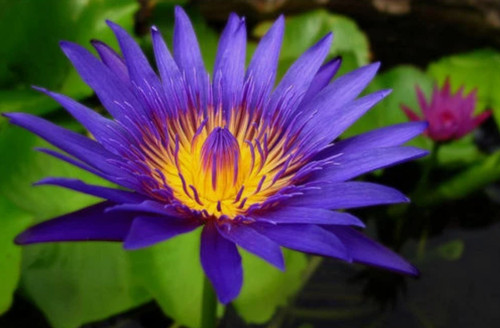Nymphaea capensis blue - nymphaea,