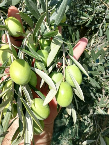 Olio extravergine oliva - extravergine, di