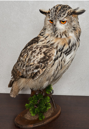 Tassidermia gufo reale - tassidermia,
