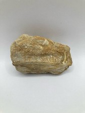 Rara mascella Enchodus con