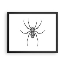 Poster 50x40cm Ragno Insetto