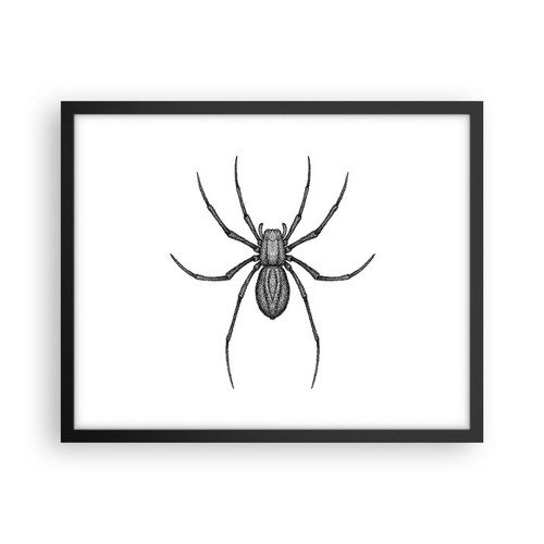 Poster 50x40cm ragno - ragno, insetto