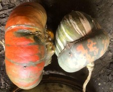 Zucca Aladdins Turban 5+ semi - semi - zucca ornamentale resistente ai semi C...