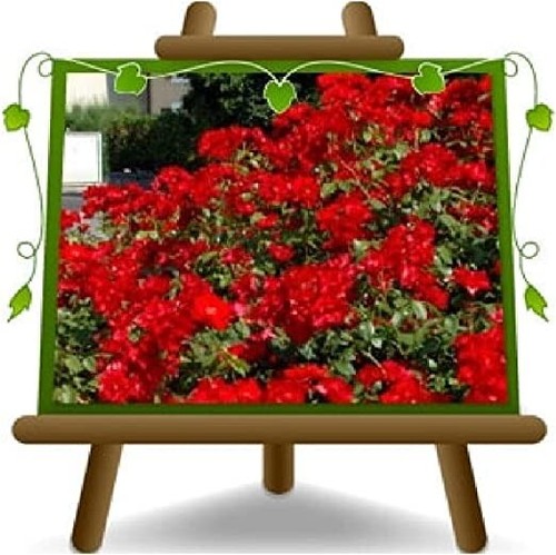 Rosa coprisuolo meilland - coprisuolo,