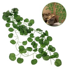  Piante Per Terrarium Terrario