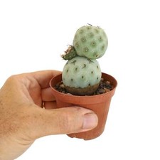 Tephrocactus geometricus BA-4112-S-XP3 -