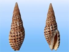 Volutidae, Lyria patbaili, Lavanono, Madagascar, 70,8 mm, VERY NICE SPECIMEN