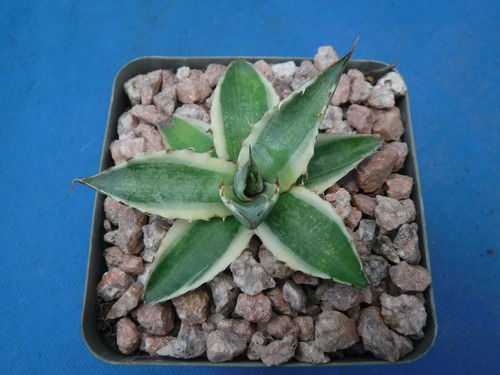 Agave xylonacantha variegated - agave,