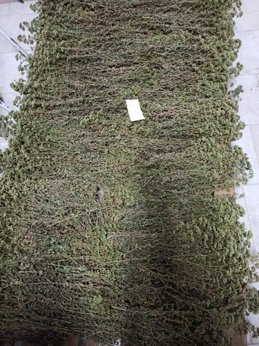 Origano siciliano - origano,