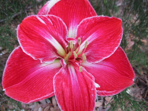 Semi amaryllis magic - 15,