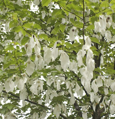 Albero colomba fazzoletto - di,