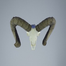 611MU Trofeo di caccia di