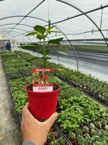Pianta peperoncino piccante - peperoncino,