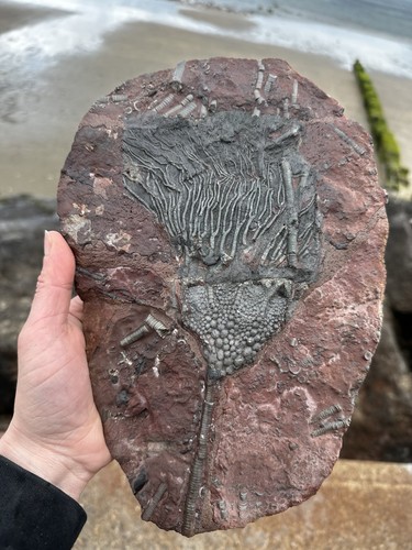 Moroccan crinoid - moroccan,