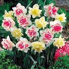 Narcisi bulbi di fiori cipolle fiori Narciso doppio Mix 25 pz.