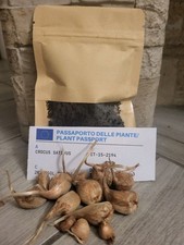 Prenota Bulbi Zafferano Crocus Sativus + Humus 1° Origine Navelli San Gavino